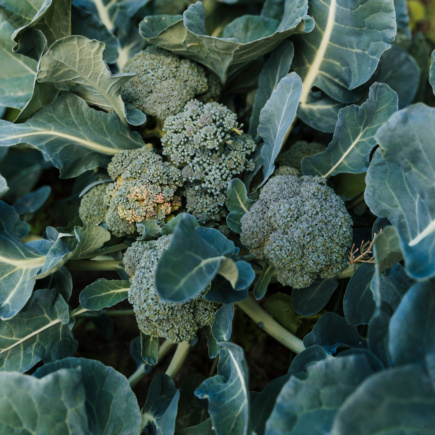 Broccoli