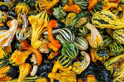 Gourds