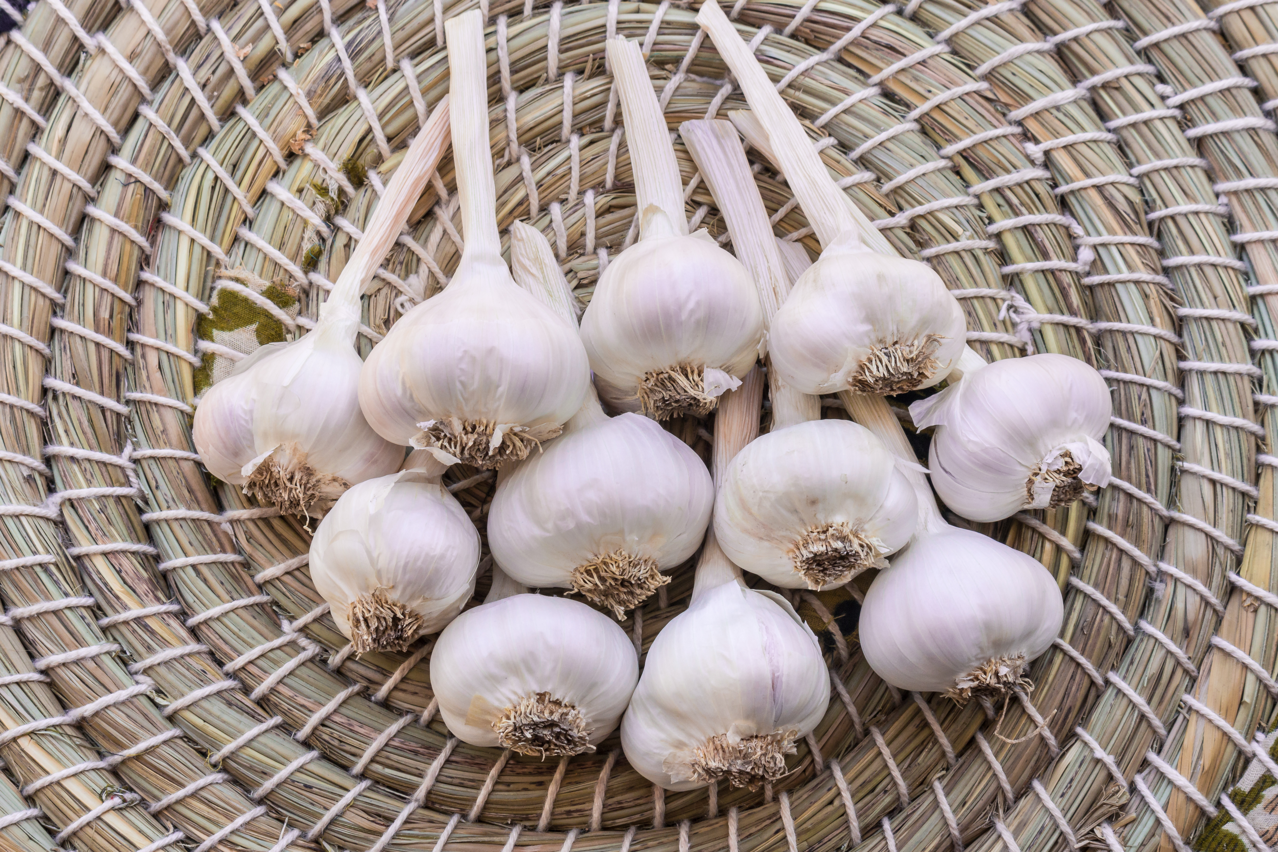 Garlic