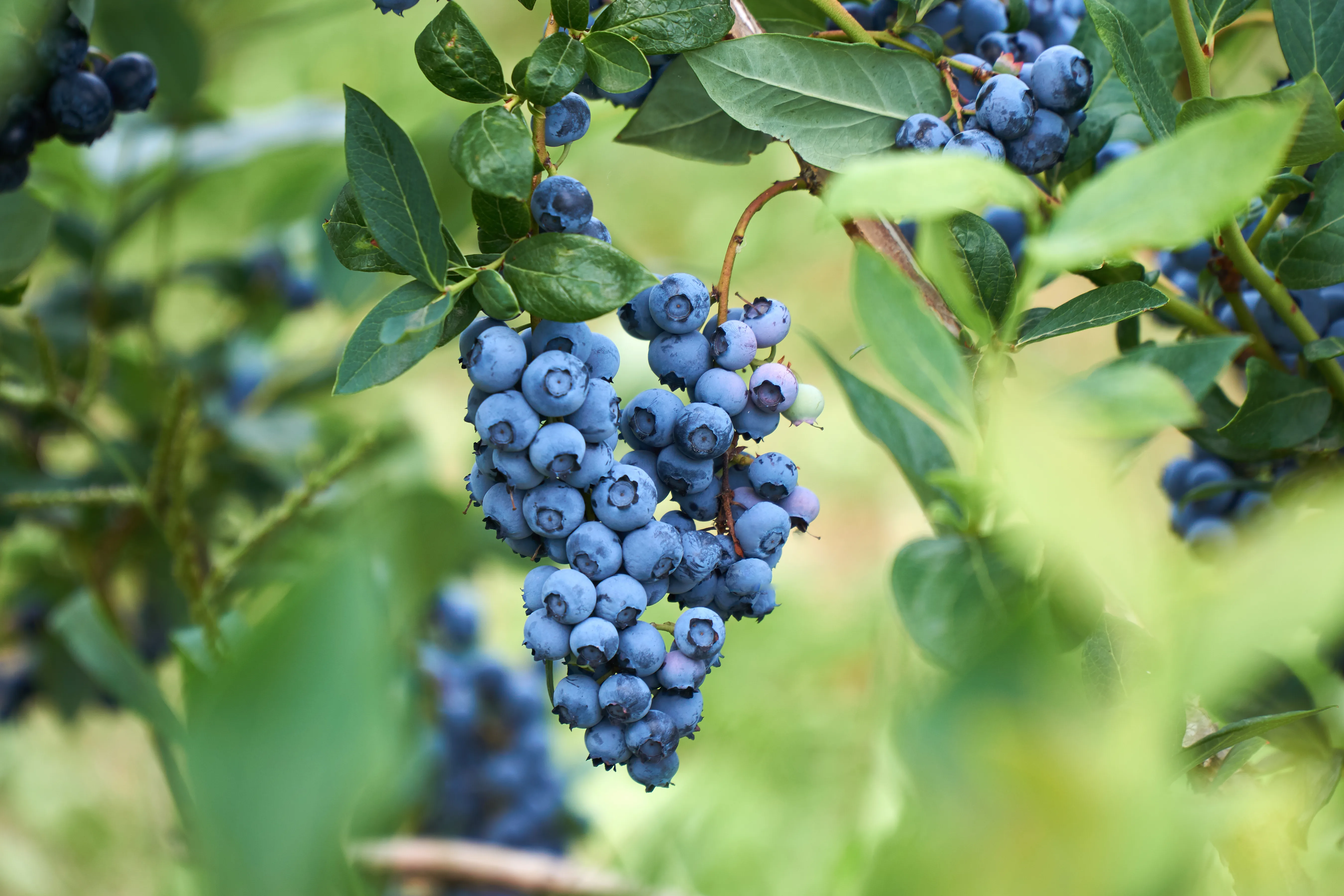 Blueberries