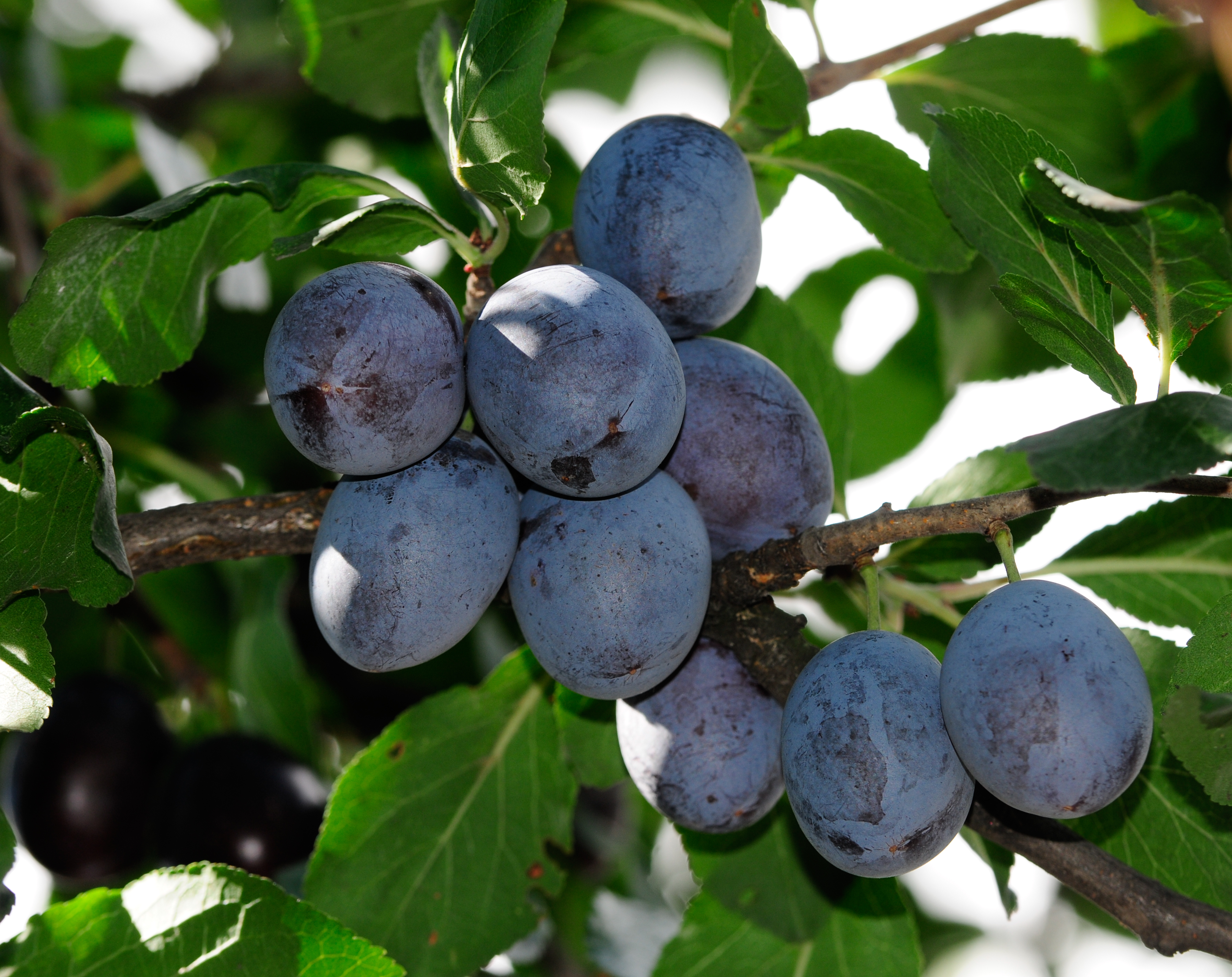 Plums