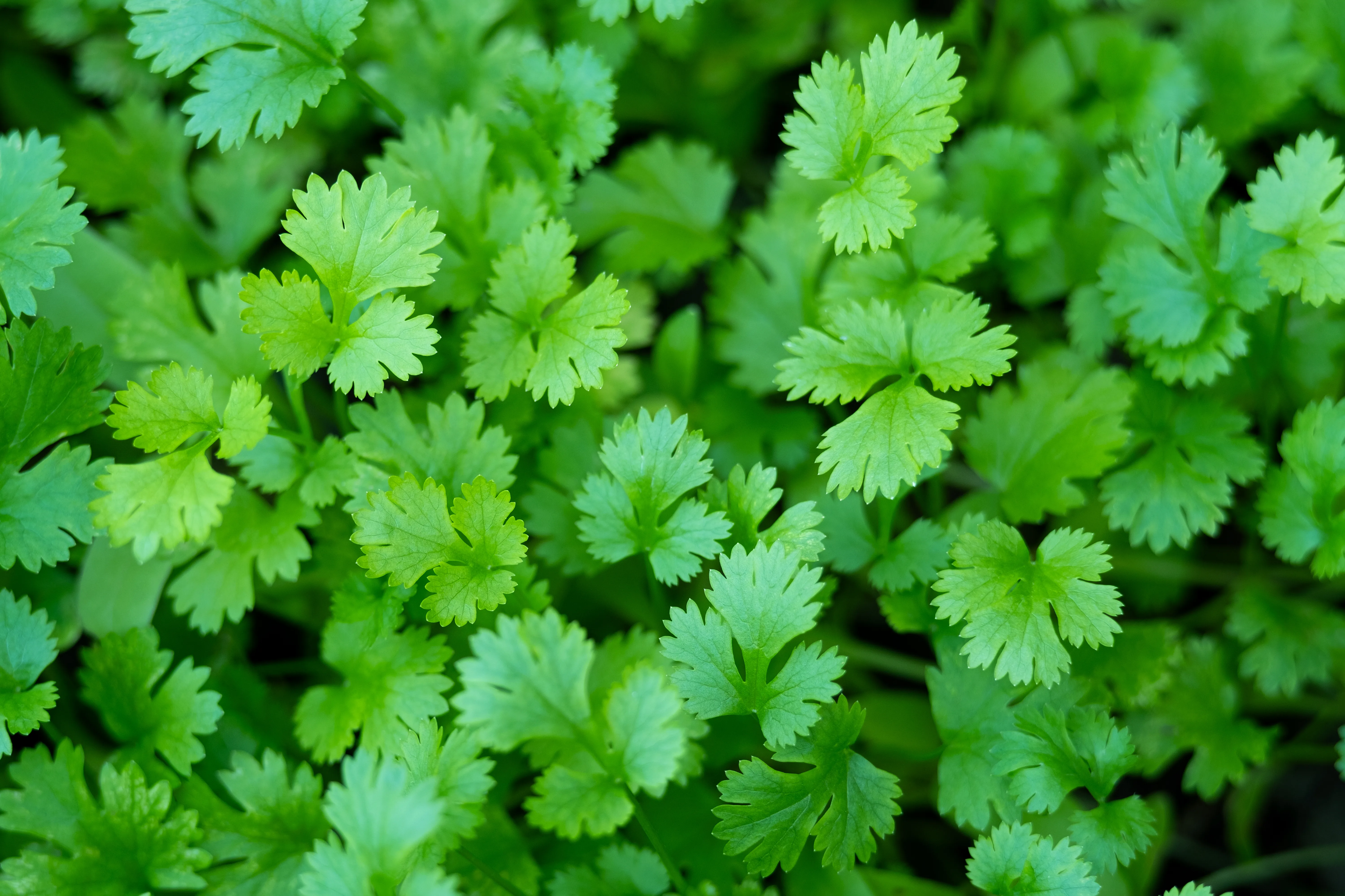 Cilantro