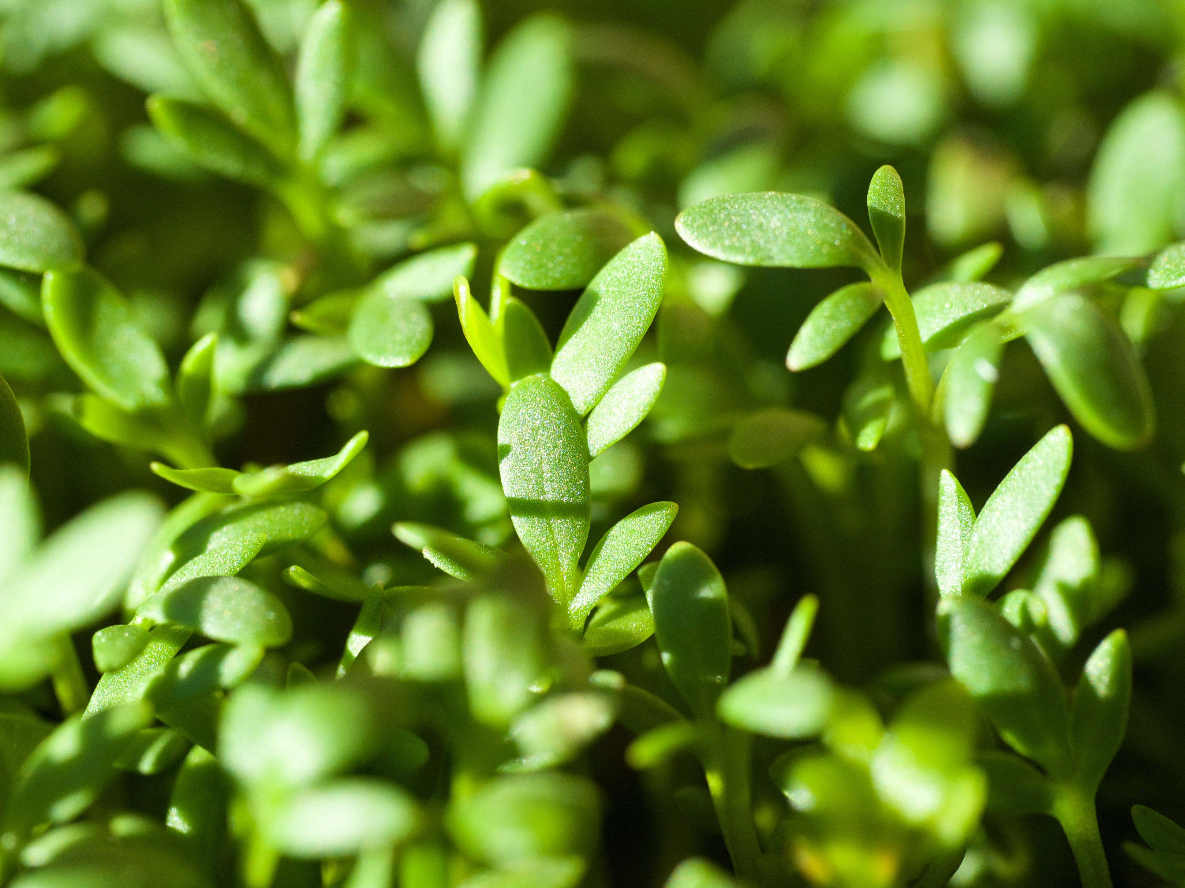 Cress
