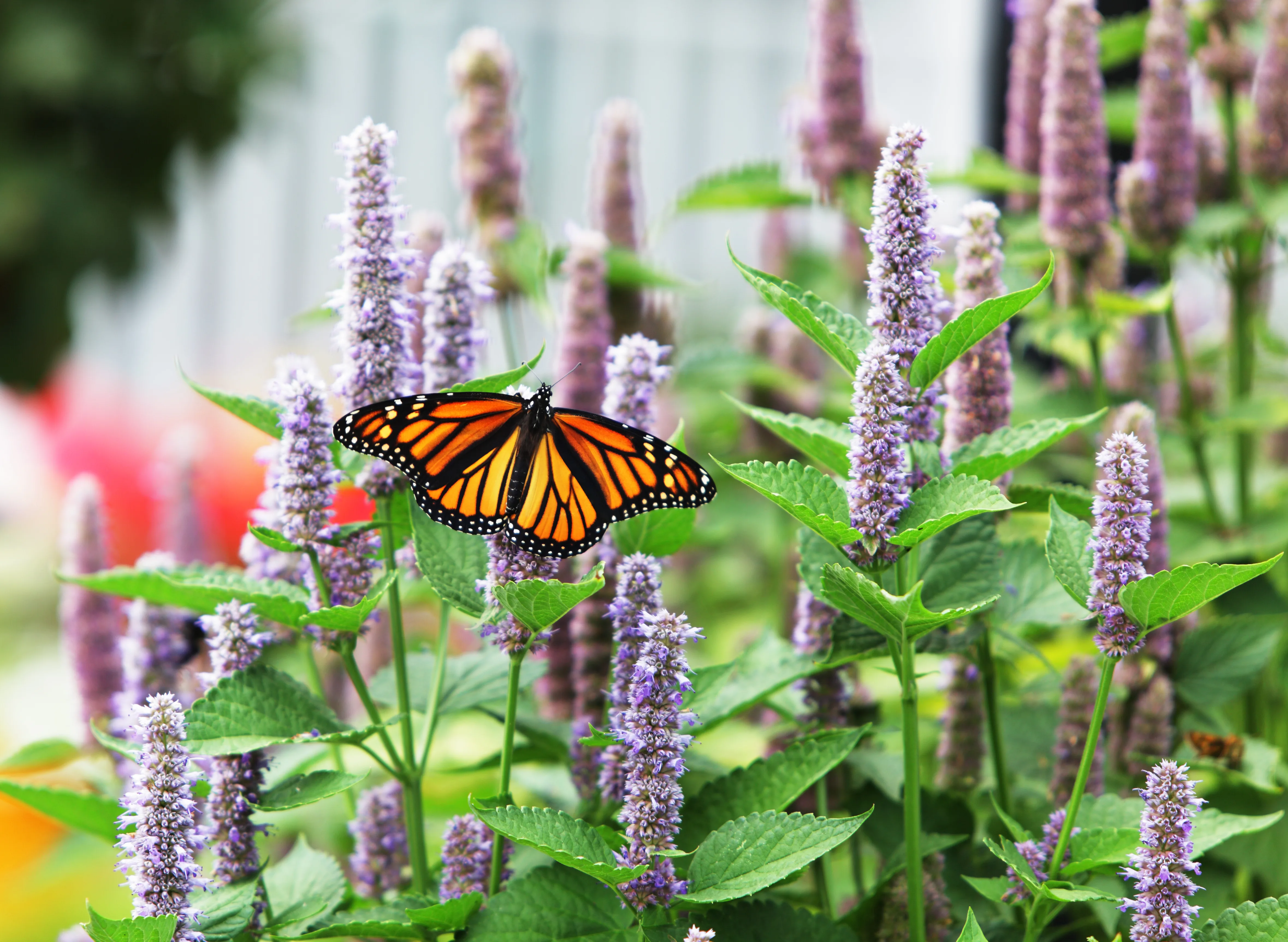 Hyssop