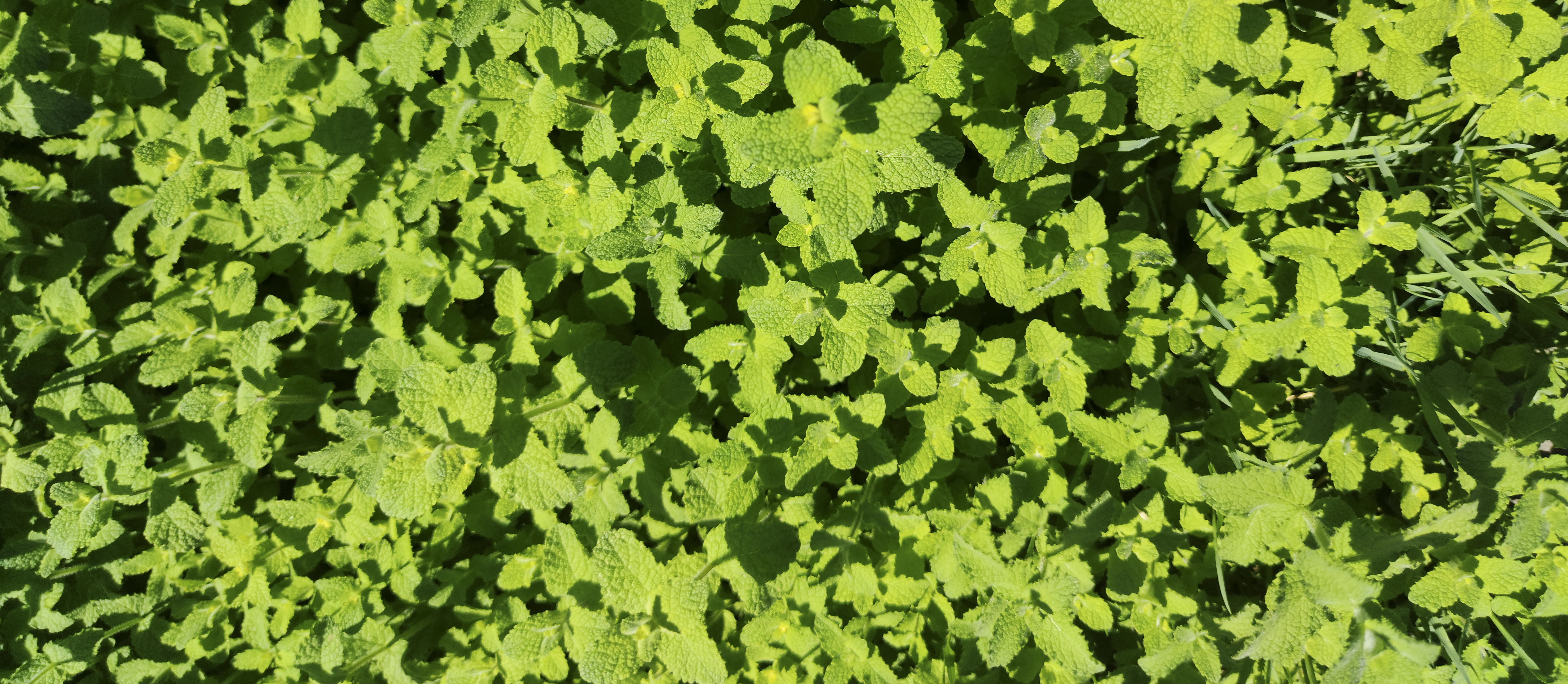 Pennyroyal