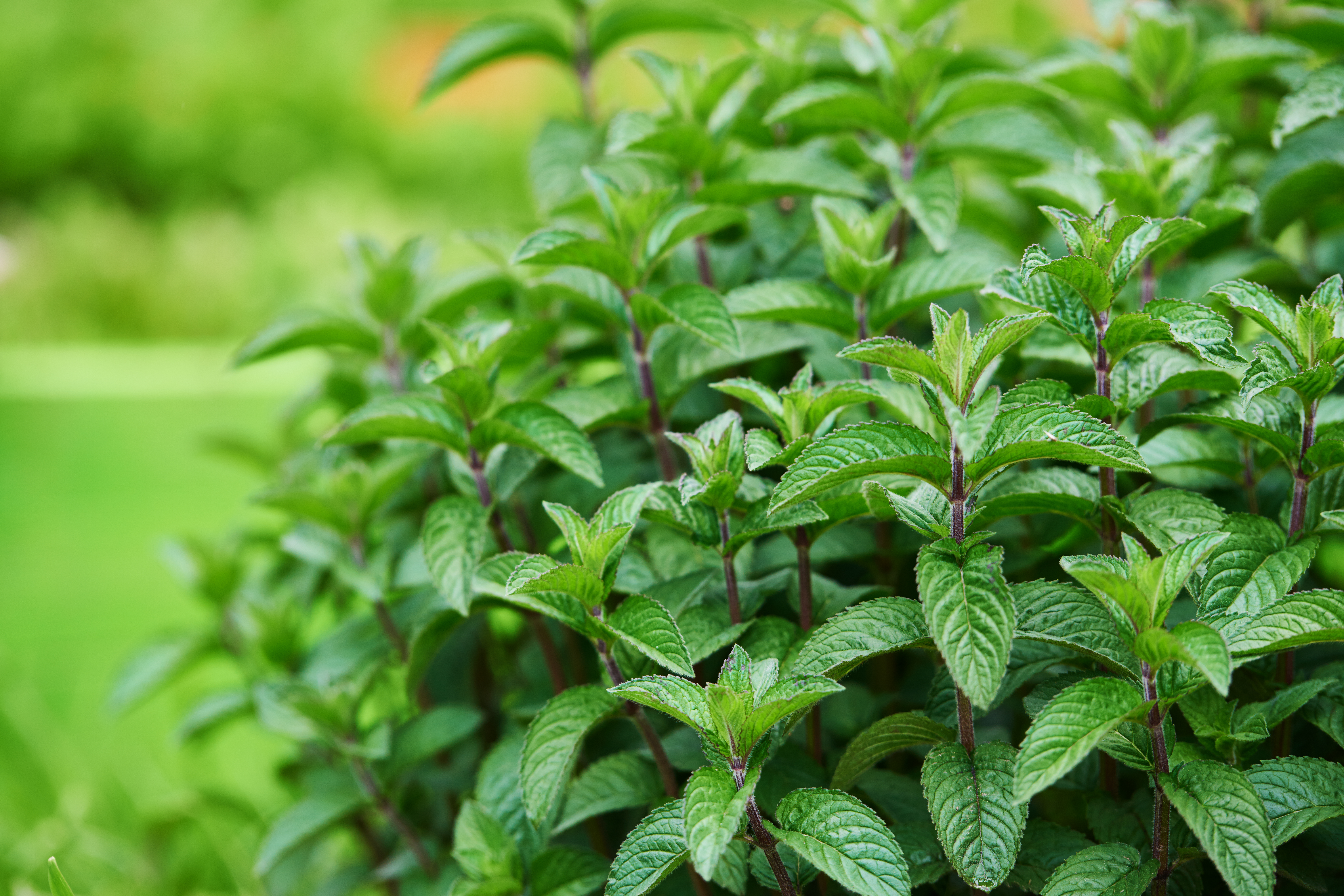 Peppermint
