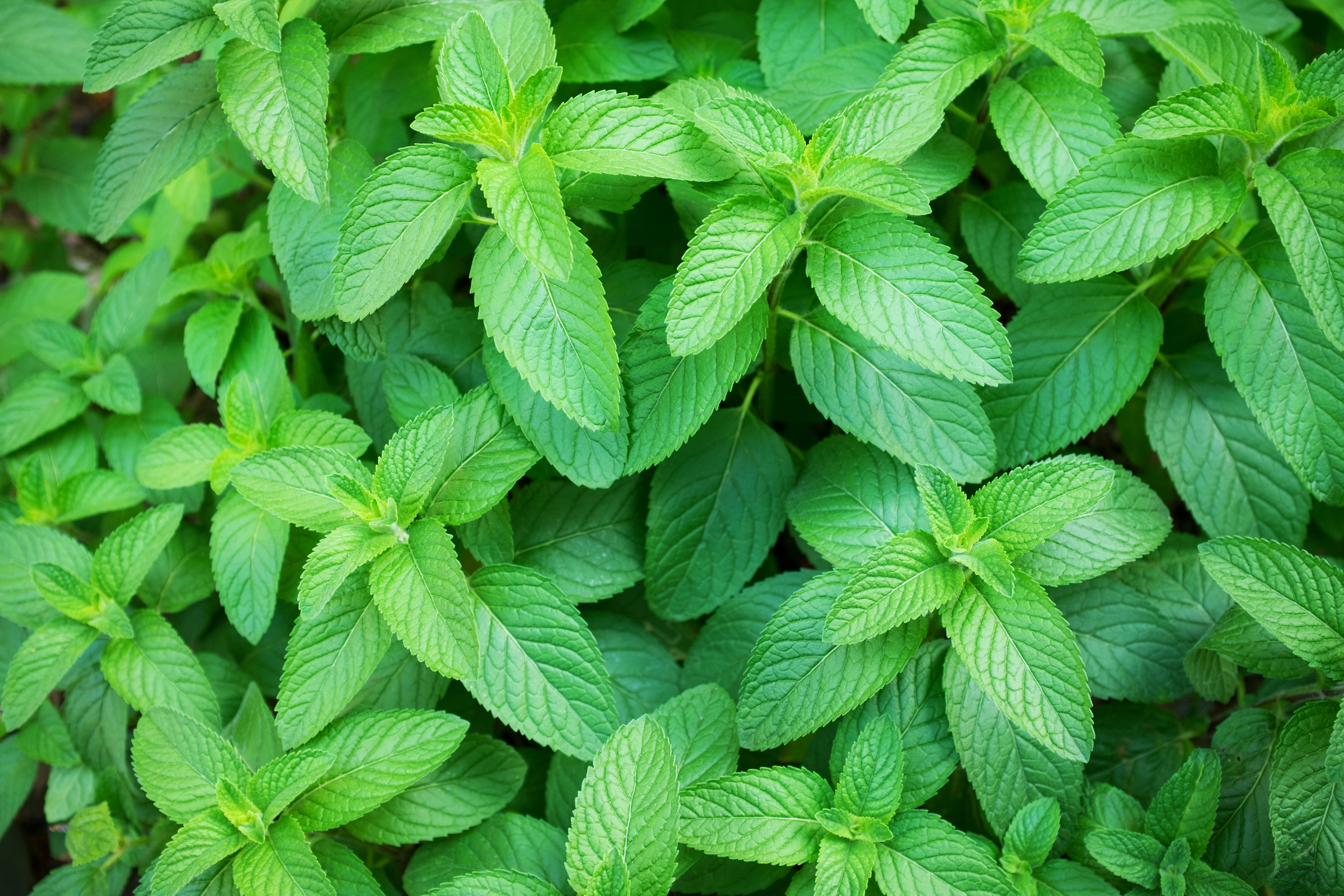 Spearmint
